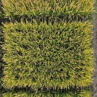 a project thumbnail
