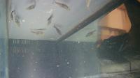 Fish Fin project thumbnail