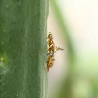 Pest and Insect Detection in Tom project thumbnail