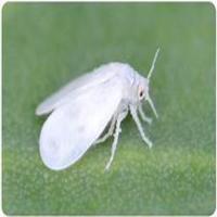 Tomato Pest Detection project thumbnail