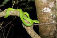 Non-venomous snake project thumbnail