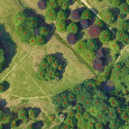 Tree Counting Object Detection Model by Anacardeproject