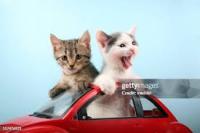 car and cat project thumbnail