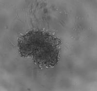 EchoSpheroids project thumbnail