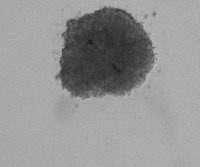 PANC1Validator project thumbnail