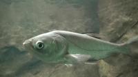 fish_v3.1 project thumbnail