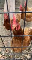 chicken project thumbnail