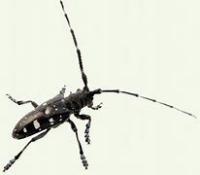 longhoned-bettle project thumbnail