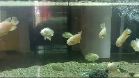 Fish-Detection project thumbnail