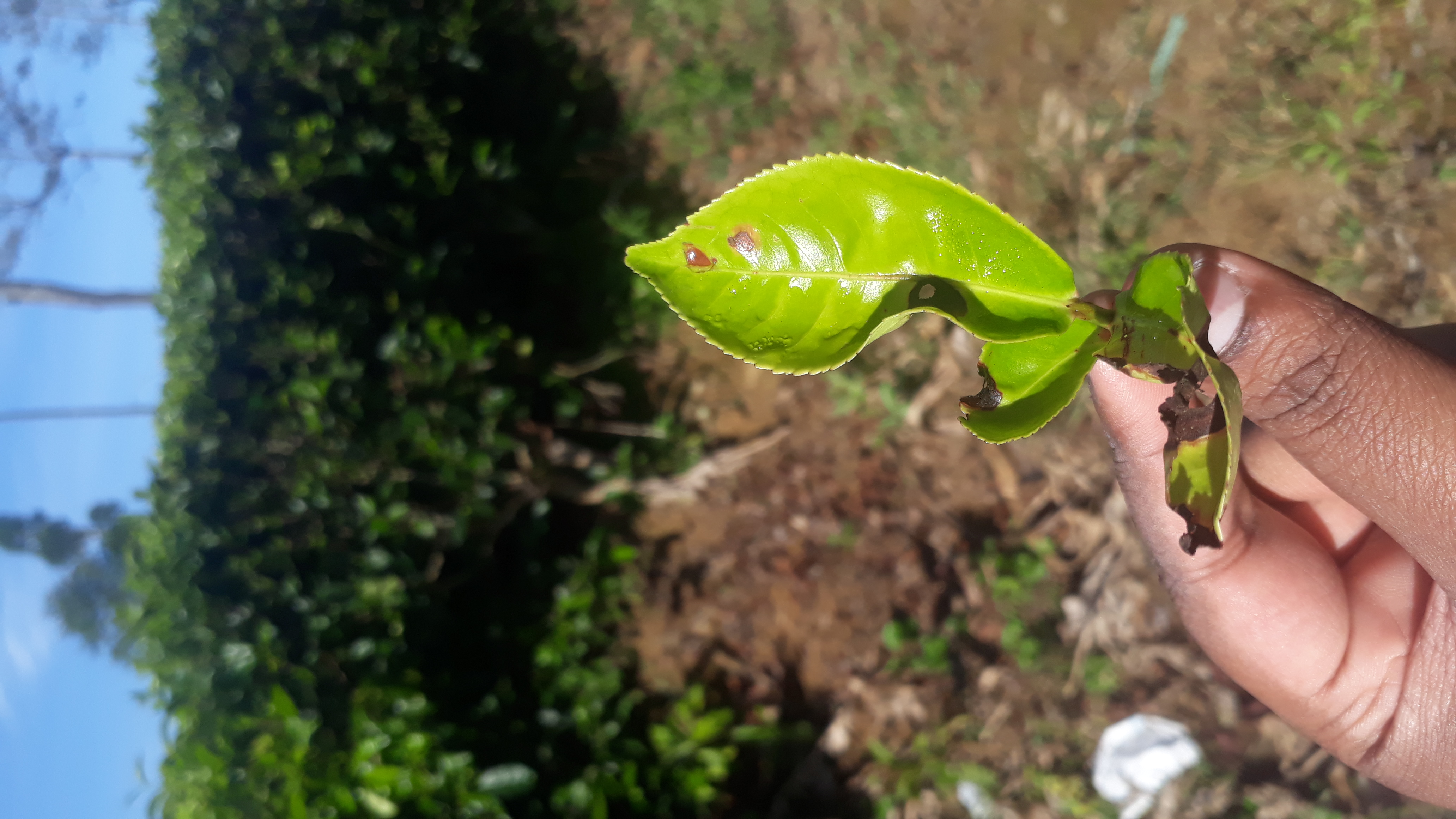 Tea leaf detection Object Detection Model (v2, 2023-07-06 7:12pm) by ...