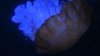 Underwater Object Detection project thumbnail