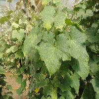 spider mite project thumbnail