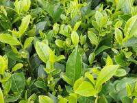 tea project thumbnail