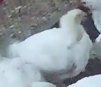 chicken-pose-estimation project thumbnail