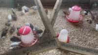 autolabel-chicken project thumbnail