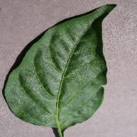 Plant_disease_detection project thumbnail