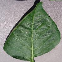 Plant_disease_detection project thumbnail
