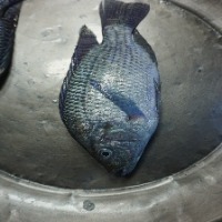 Fish Freshness project thumbnail