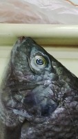 Fish Freshness Classification project thumbnail