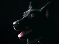 animal test project thumbnail