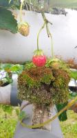 strawberry project thumbnail