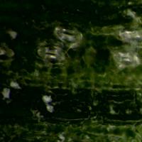 1024Tiled_DigitalStomataSeg project thumbnail