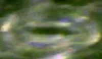 DigitalStomataOpenClosed project thumbnail