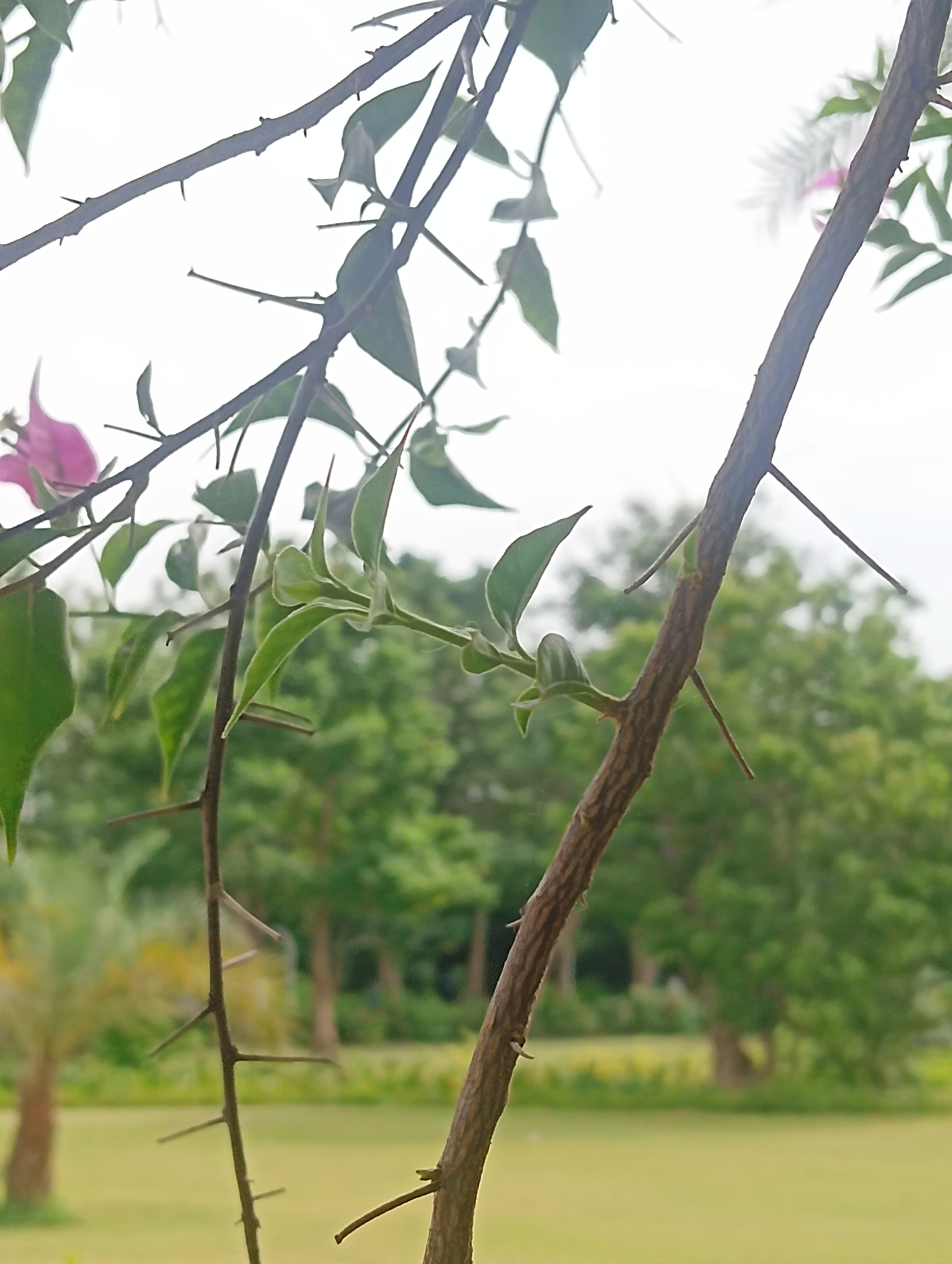 PlantStemClassification Object Detection Dataset by Harish