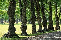 Count Trees project thumbnail