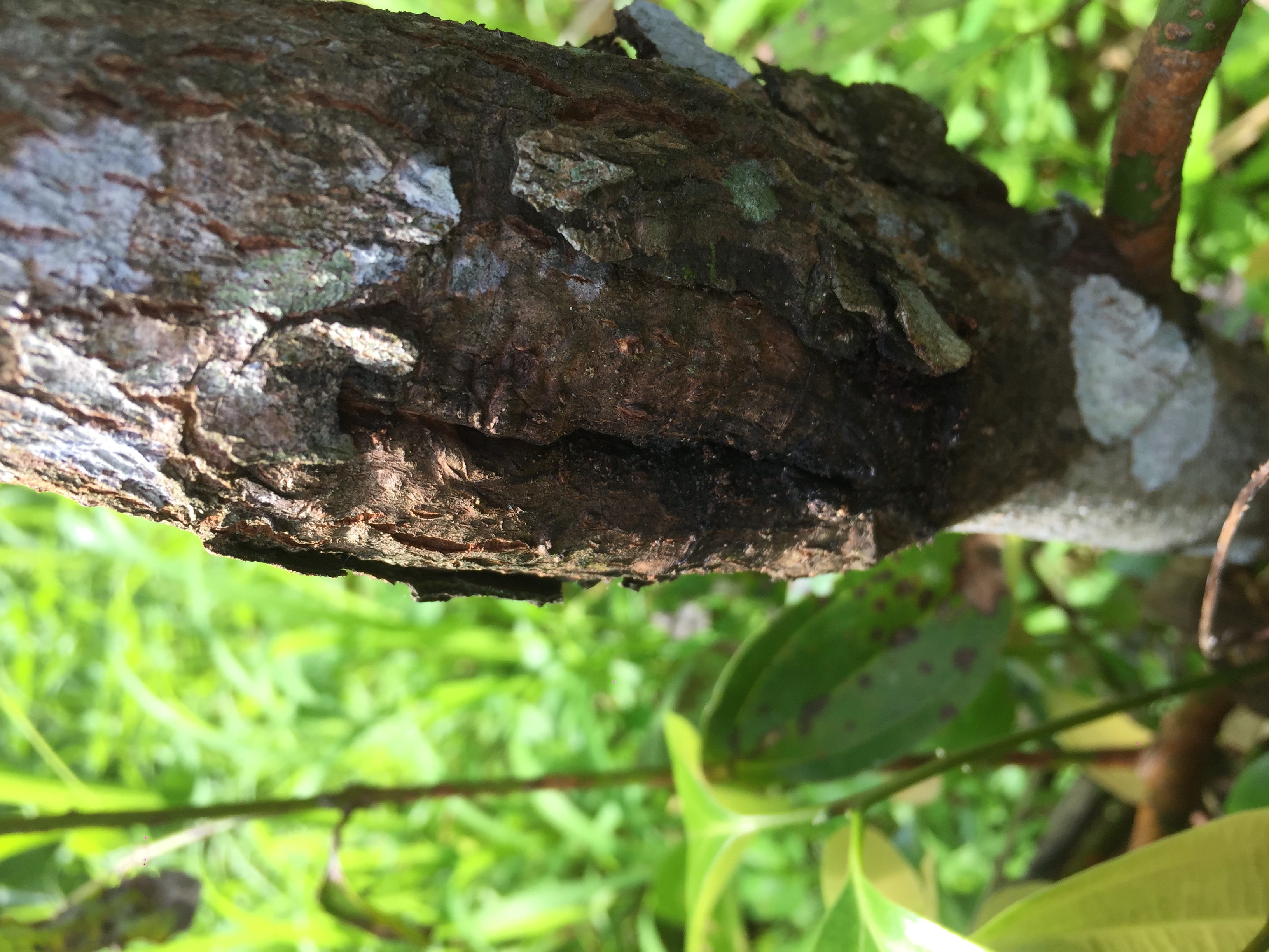 Cinnamon disease finder Object Detection Dataset by Harish