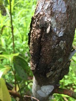 Cinnamon disease finder project thumbnail