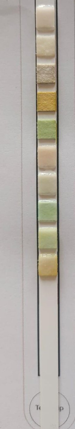 How to Use the strip identification Object Detection API