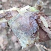 onions project thumbnail