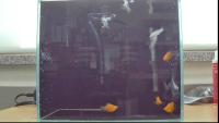 yellow fish & white fish project thumbnail