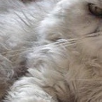Cat beard direction project thumbnail