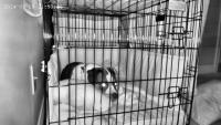 dogseizure project thumbnail