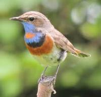 bird project thumbnail