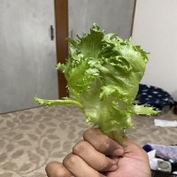 lettuce project thumbnail