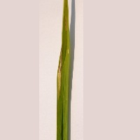 Rice Leaf desease detector  project thumbnail