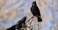 black cat crow penguin project thumbnail
