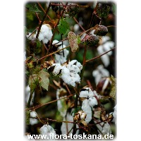 cotton project thumbnail
