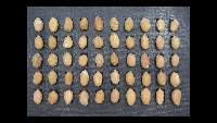 peanuts project thumbnail