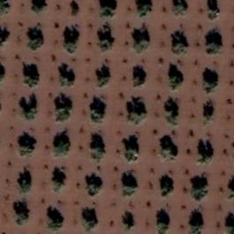 Tree Detection Semantic Segmentation Dataset and Pre-Trained Model by Trees image.
