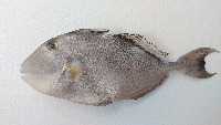 ikan_laut project thumbnail