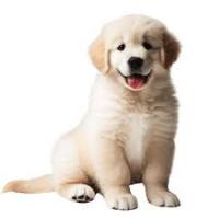 dog dog Object Detection Dataset by Nontaporn