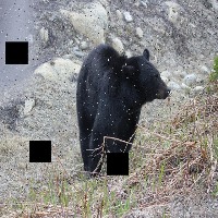 Bear Boar detection project thumbnail