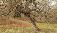 TreeSafety project thumbnail