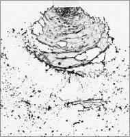 Tween20 project thumbnail