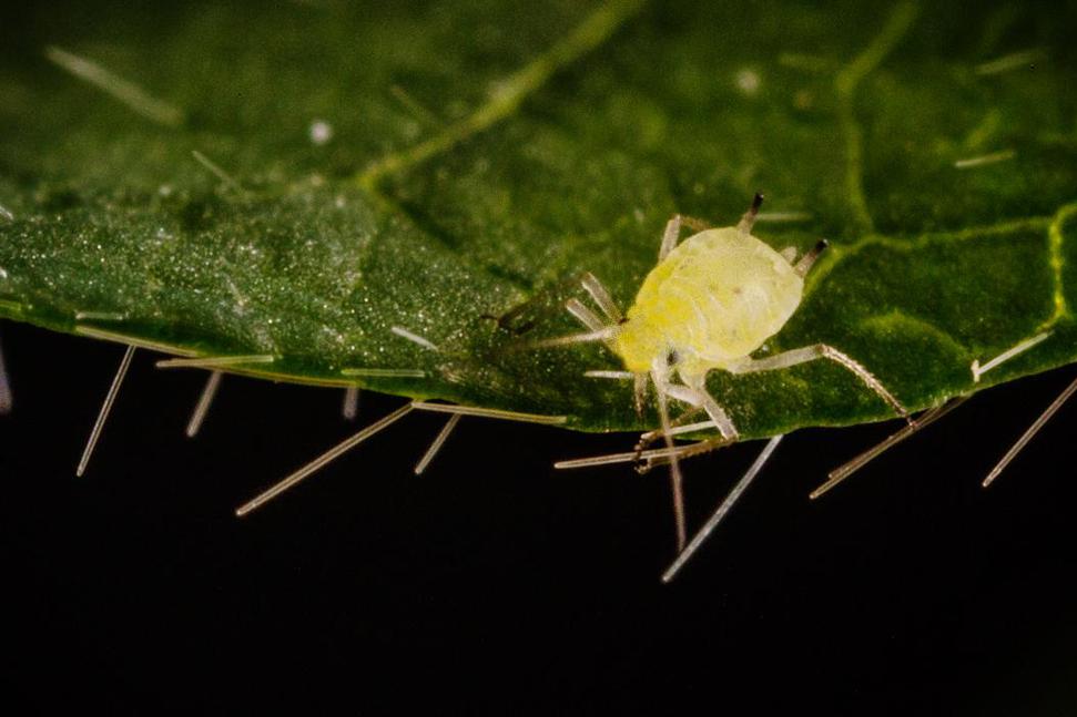 aphids Object Detection Model (v1, aphidsDataset1) by computer vision ...