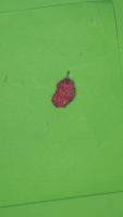 Fruit-classification project thumbnail